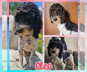 Poodle (Miniature)-Unknown Mix Dogs for adoption in Blacksburg, SC, USA