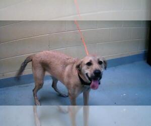 Labrador Retriever-Unknown Mix Dogs for adoption in Tulsa, OK, USA