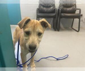 Mutt Dogs for adoption in Waco, TX, USA