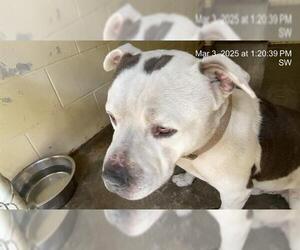 American Pit Bull Terrier Dogs for adoption in Ocala, FL, USA