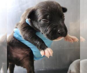 American Staffordshire Terrier-Unknown Mix Dogs for adoption in San Antonio, TX, USA