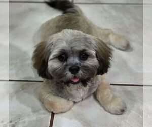 Lhasa Apso Dogs for adoption in Tampa, FL, USA