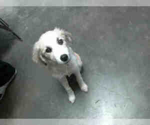 Great Pyrenees Dogs for adoption in Tulsa, OK, USA