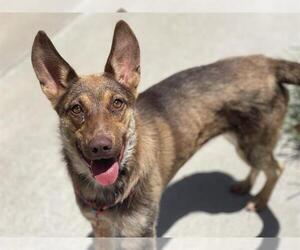 German Shepherd Dog Dogs for adoption in Tulsa, OK, USA