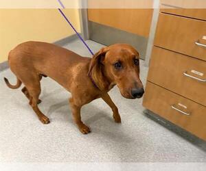 Unknown-Vizsla Mix Dogs for adoption in Orange, CA, USA