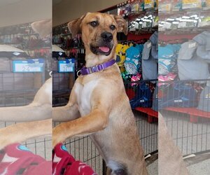 Catahoula Leopard Dog-Unknown Mix Dogs for adoption in Spring, TX, USA