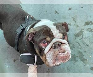 Bulldog Dogs for adoption in Pasadena, CA, USA