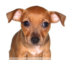 Chiweenie Dogs for adoption in Oakland Park, FL, USA