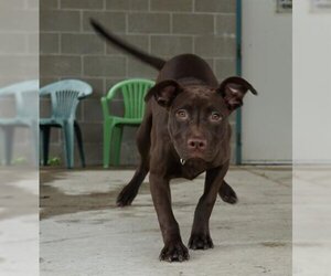 American Pit Bull Terrier-Labrador Retriever Mix Dogs for adoption in Peoria, IL, USA
