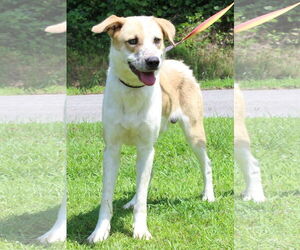 Anatolian Shepherd-Unknown Mix Dogs for adoption in Prattville, AL, USA