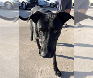 Labrador Retriever-Unknown Mix Dogs for adoption in Conroe, TX, USA