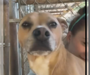 Chihuahua-Unknown Mix Dogs for adoption in Shreveport, LA, USA