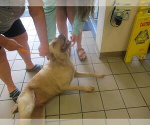 Labrador Retriever-Unknown Mix Dogs for adoption in Ocala, FL, USA