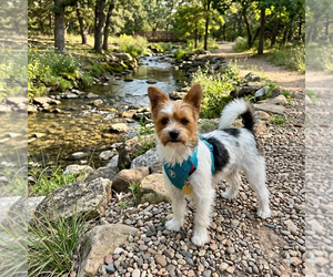 Mutt Dogs for adoption in Vail, AZ, USA
