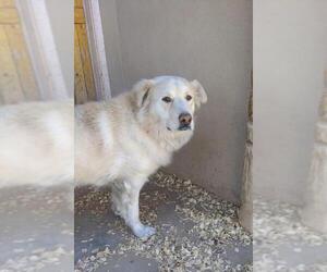 Golden Pyrenees Dogs for adoption in Pena Blanca, NM, USA