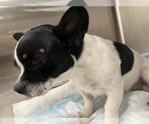 Chihuahua Dogs for adoption in Long Beach, CA, USA