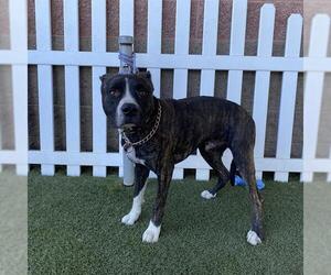 Bullboxer Pit Dogs for adoption in Modesto, CA, USA