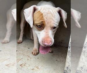 American Pit Bull Terrier Dogs for adoption in Oklahoma City, OK, USA