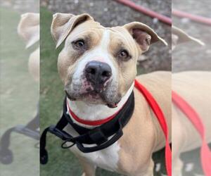 Mutt Dogs for adoption in Woodland, CA, USA