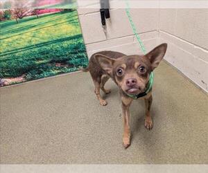 Chihuahua-Unknown Mix Dogs for adoption in Moreno Valley, CA, USA