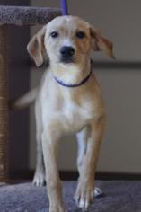 Small Labrador Retriever