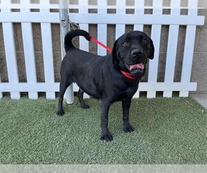 Beagle-Unknown Mix Dogs for adoption in Modesto, CA, USA