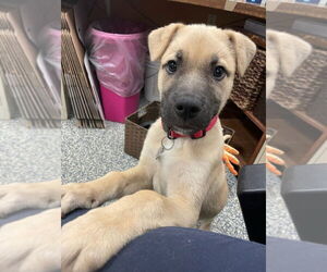 Mutt Dogs for adoption in Bemidji, MN, USA