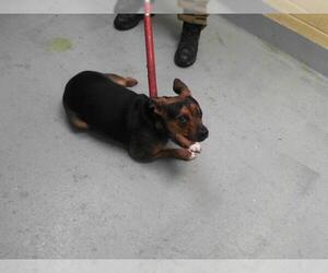 Mutt Dogs for adoption in Tulsa, OK, USA