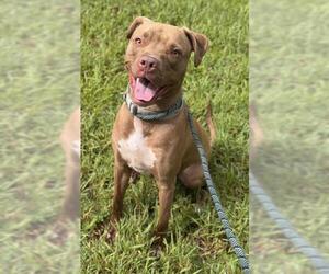 American Staffordshire Terrier Dogs for adoption in Fort Lauderdale, FL, USA