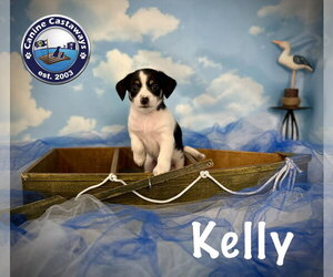 Rat Terrier-Unknown Mix Dogs for adoption in Arcadia, FL, USA