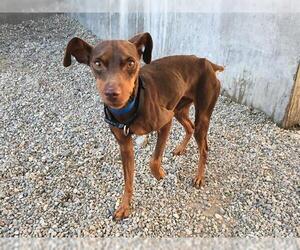 Miniature Pinscher Dogs for adoption in Rancho Cucamonga, CA, USA