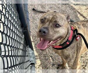 American Pit Bull Terrier Dogs for adoption in Fort Collins, CO, USA