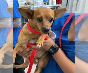 Chihuahua Dogs for adoption in San Bernardino, CA, USA