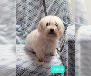 Maltese Dogs for adoption in Richmond, IN, USA
