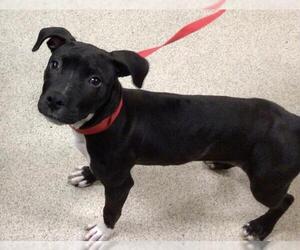 American Pit Bull Terrier Dogs for adoption in Riverside, CA, USA