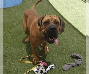 Mastiff-Unknown Mix Dogs for adoption in Las Vegas, NV, USA