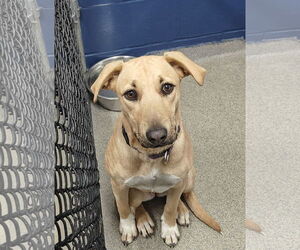 Retriever -Unknown Mix Dogs for adoption in Sterling, MA, USA