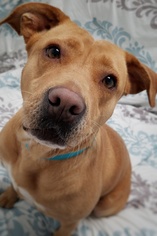 Labrador Retriever Dogs for adoption in Hornell, NY, USA