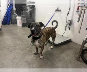 Labbe Dogs for adoption in Corona, CA, USA