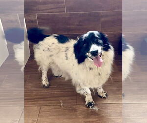 Australian Shepherd-Unknown Mix Dogs for adoption in Green Forest, AR, USA