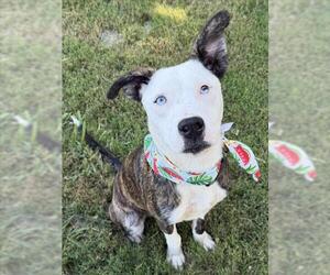 Mutt Dogs for adoption in Tulsa, OK, USA