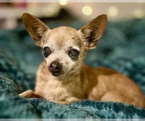 Chihuahua-Unknown Mix Dogs for adoption in Corona, CA, USA