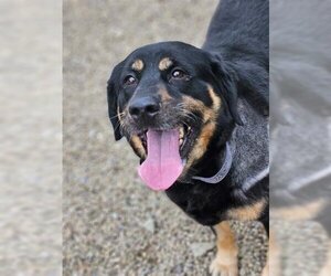 Rottweiler-Unknown Mix Dogs for adoption in Canfield, OH, USA