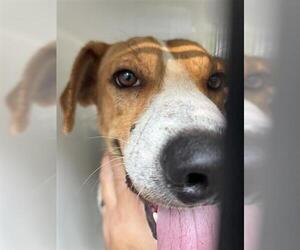 American Pit Bull Terrier-Unknown Mix Dogs for adoption in Houston, TX, USA