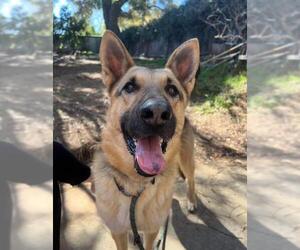 German Shepherd Dog Dogs for adoption in Santa Barbara, CA, USA
