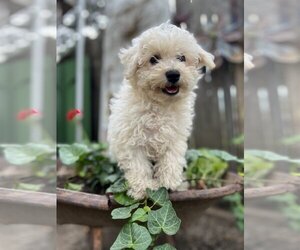 Bichon Frise Dogs for adoption in Sioux Falls, SD, USA