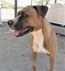 Medium Photo #1 Boxer-Unknown Mix Puppy For Sale in San Tan Valley, AZ, USA