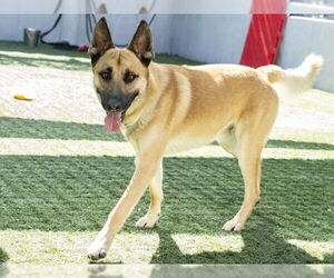 Mutt Dogs for adoption in Pasadena, CA, USA