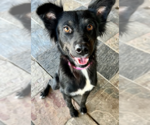 Border Collie-Unknown Mix Dogs for adoption in Fort Worth, TX, USA