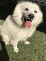 American Eskimo Dog Dogs for adoption in West Hollywood, CA, USA